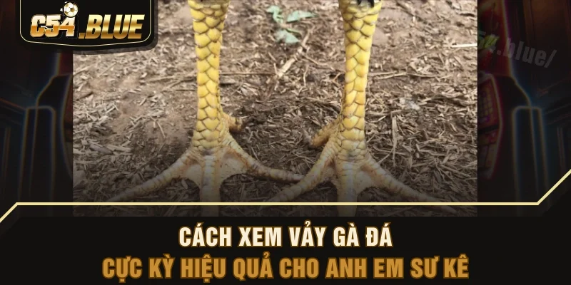 Cách Xem Vảy Gà Đá Cực Kỳ Hiệu Quả Cho Anh Em Sư Kê