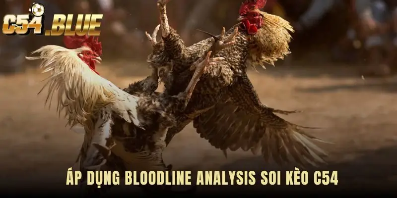 Bloodline Analysis ứng dụng qua bốn bước soi kèo thực chiến