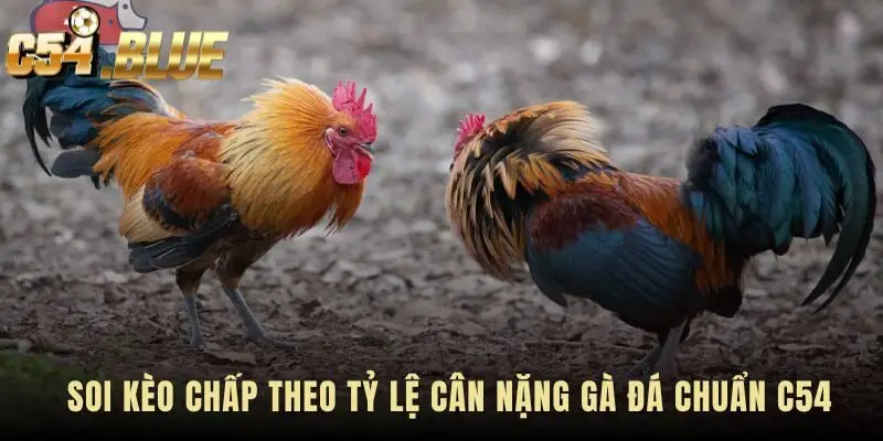 Soi kèo tỷ lệ cân nặng gà đá phân biệt gà tre gà nòi