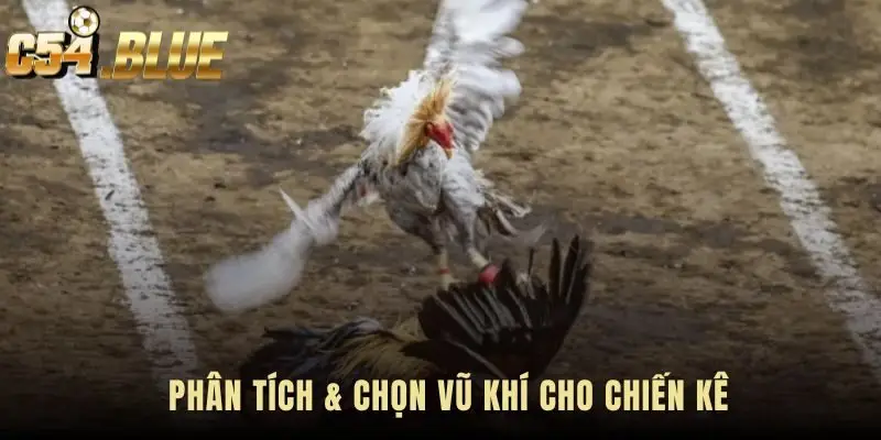 Chọn vũ khí chiến kê dựa trên phân tích hình dáng và Gà spur length