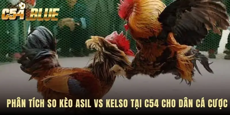 Phân Tích Breed Asil so kèo cùng Kelso thể hiện hai trường phái